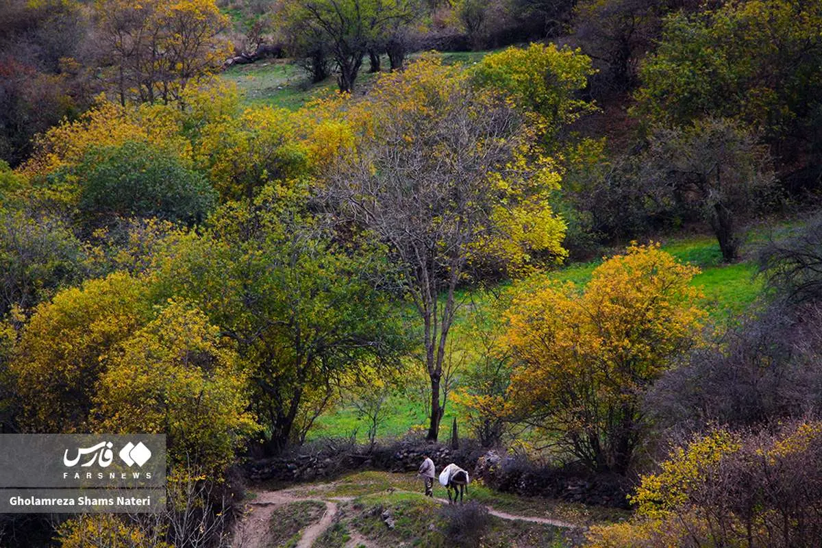 تصاویر؛ سمفونی رنگ‌های پاییزی در کوهستان چالوس