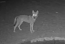 پرسه‌زنی گرگ در شنزارهای کرخه