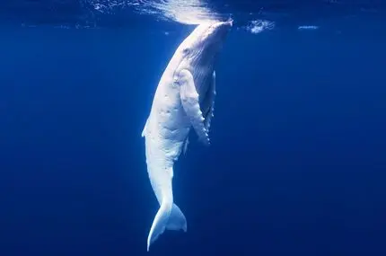 مشاهده یک بچه نهنگ سفید کمیاب 