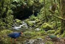 کشف فسیل‌های یک میلیون سالۀ پرندگان منقرض‌شده در یک غار
