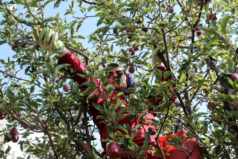  تصاویر؛ برداشت سیب از باغات مراغه