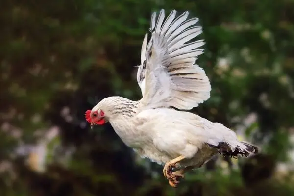 سرسره‌بازی بامزه مرغ‌ها 