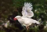 سرسره‌بازی بامزه مرغ‌ها 