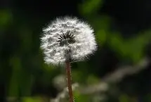تصاویر؛ گل قاصدک 