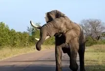  ببینید؛ حمله فیل مادر به گردشگران؛ یک زن زیر پای فیل گرفتار شد