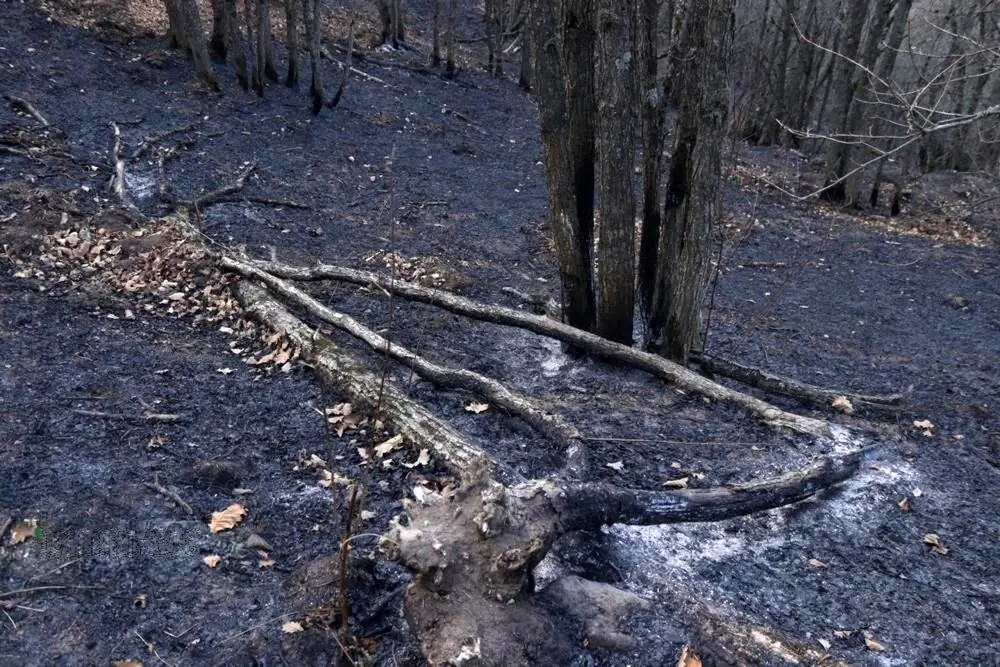 تصاویر؛ مهار آتش‌سوزی جنگل‌های دیزمار قره‌داغ
