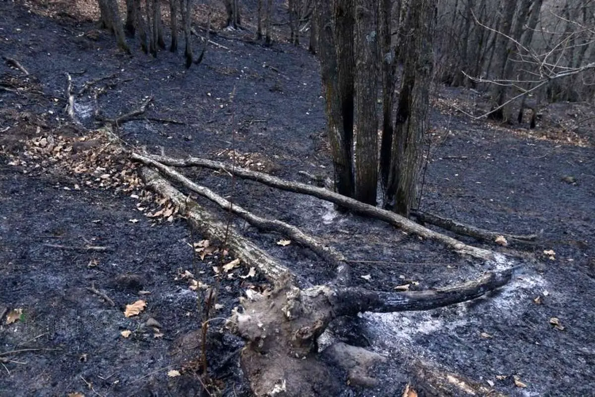 تصاویر؛ مهار آتش‌سوزی جنگل‌های دیزمار قره‌داغ
