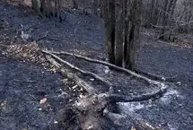 تصاویر؛ مهار آتش‌سوزی جنگل‌های دیزمار قره‌داغ
