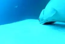 فیلم نادری از موج‌سواری ماهی رمورا بر نهنگ‌های گوژپشت