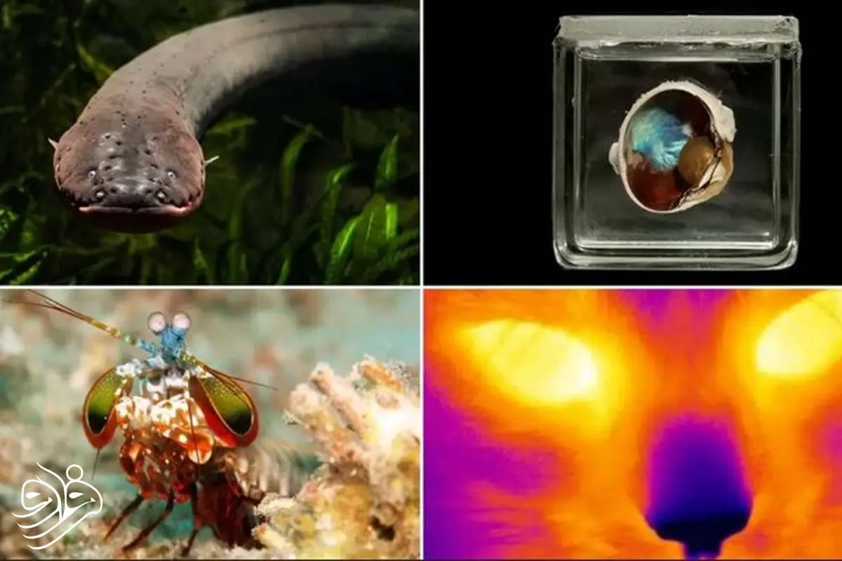 ۱۰ ابرقهرمان دنیای حیوانات؛ از مارماهی برقی تا عروس دریایی نامیرا