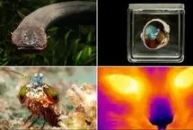 ۱۰ ابرقهرمان دنیای حیوانات؛ از مارماهی برقی تا عروس دریایی نامیرا