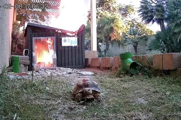 لاک‌پشت جانش را برداشت، فرار کرد