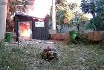 لاک‌پشت جانش را برداشت، فرار کرد