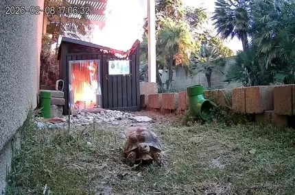 لاک‌پشت جانش را برداشت، فرار کرد