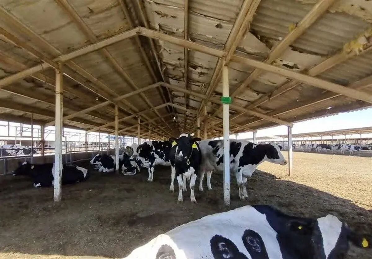 آلوده شدن دامداری‌های تهران به تب برفکی صحت دارد؟