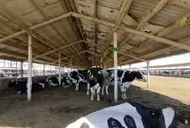 آلوده شدن دامداری‌های تهران به تب برفکی صحت دارد؟