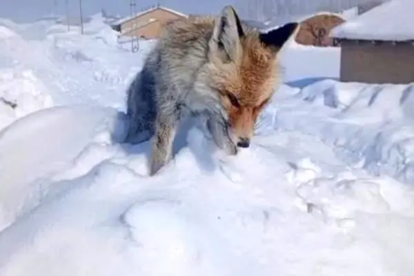 یخ زدن ایستاده یک روباه