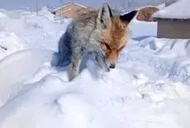 یخ زدن ایستاده یک روباه