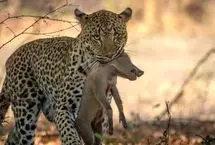 شکار آسان یک پلنگ