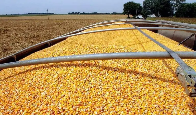  گم شدن ۱۸۰ هزار تن نهاده، عادی است!