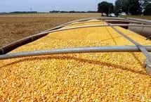  گم شدن ۱۸۰ هزار تن نهاده، عادی است!