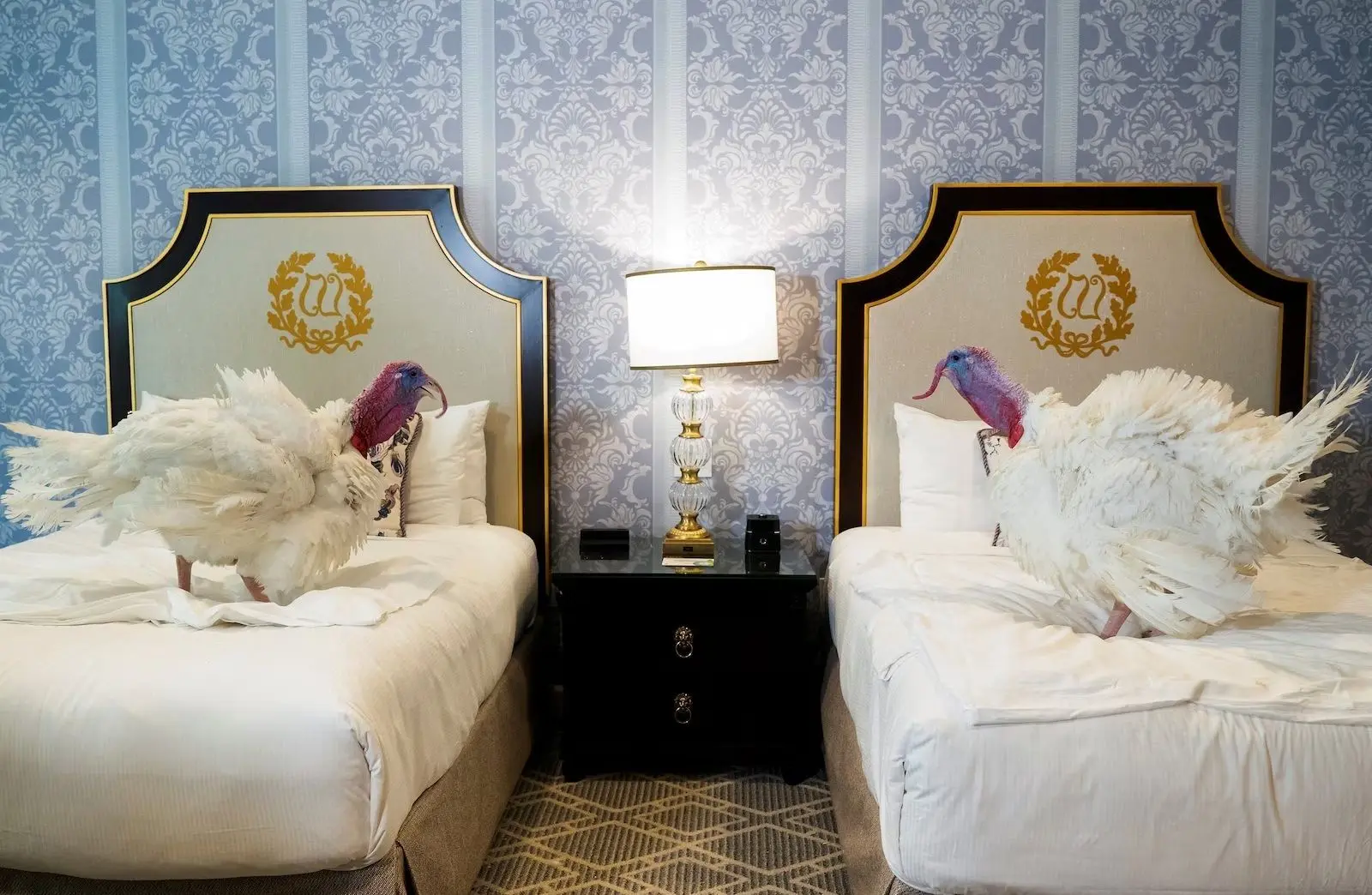 اقامت مجلل بوقلمون‌های عفو ریاست جمهوری آمریکا در هتل