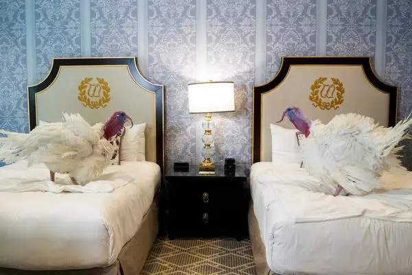 اقامت مجلل بوقلمون‌های عفو ریاست جمهوری آمریکا در هتل