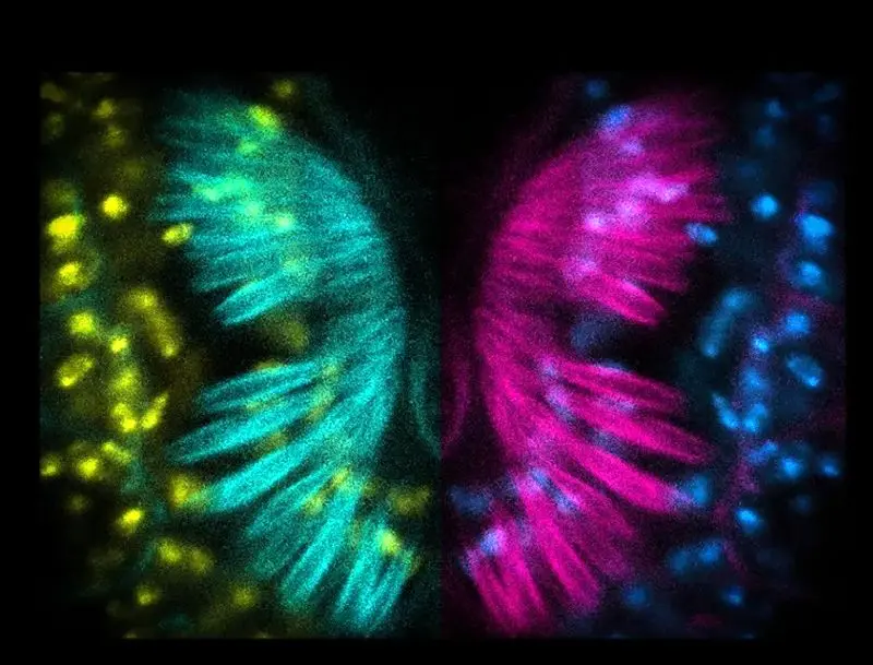 تصاویر علمی