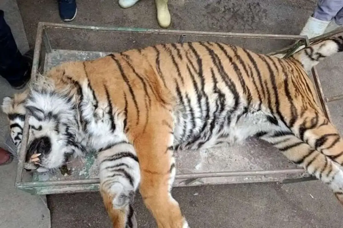 آخرین خبر از دلیل مرگ ببر نر الیمالات/ کارزاری مردمی برای تعطیلی سافاری الیمالات
