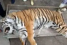 آخرین خبر از دلیل مرگ ببر نر الیمالات/ کارزاری مردمی برای تعطیلی سافاری الیمالات
