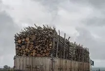 کشف ۶۳۰ کیلوگرم زغال جنگلی قاچاق