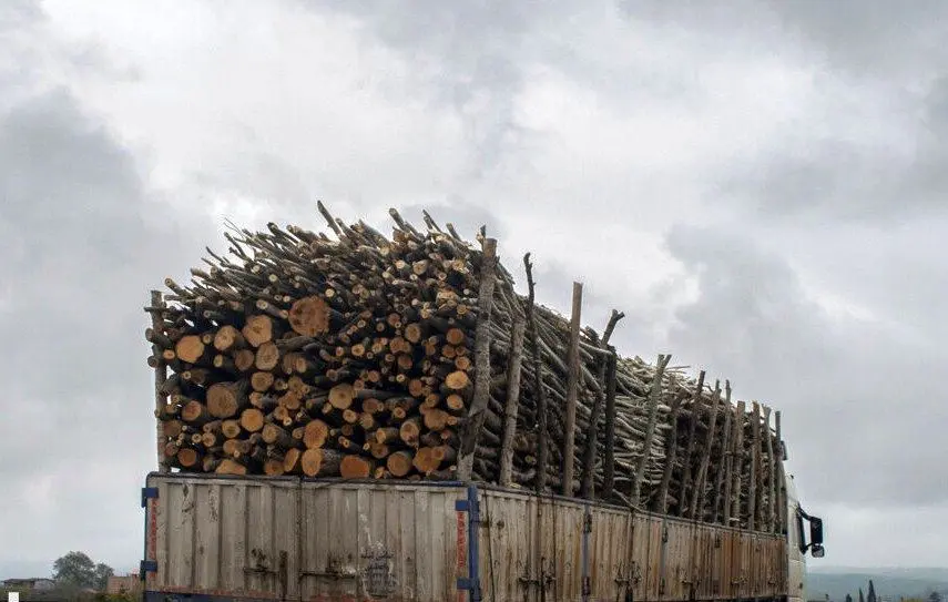 توقیف ۳۲ تن چوب قاچاق در زنجان