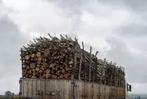 توقیف ۳۲ تن چوب قاچاق در زنجان