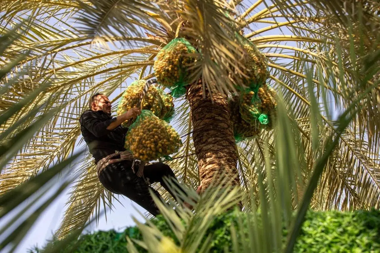 برداشت خرما از نخل‌هاى بین‌الحرمین 