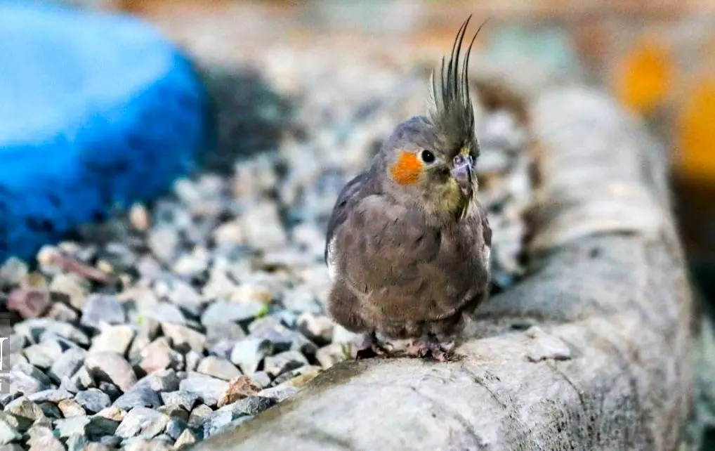 تصاویر؛ حال و هوای ماه رمضان در زندان