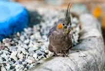 تصاویر؛ حال و هوای ماه رمضان در زندان