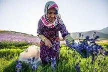 تصاویر؛ مزرعه گردشگری «سبزینه»
