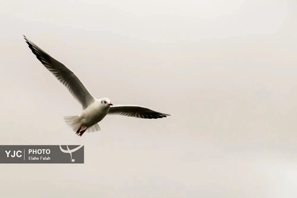 تصاویر؛ کاکایی‌ها؛ تماشایی‌ترین رفت‌وآمد زمستانی انزلی 14