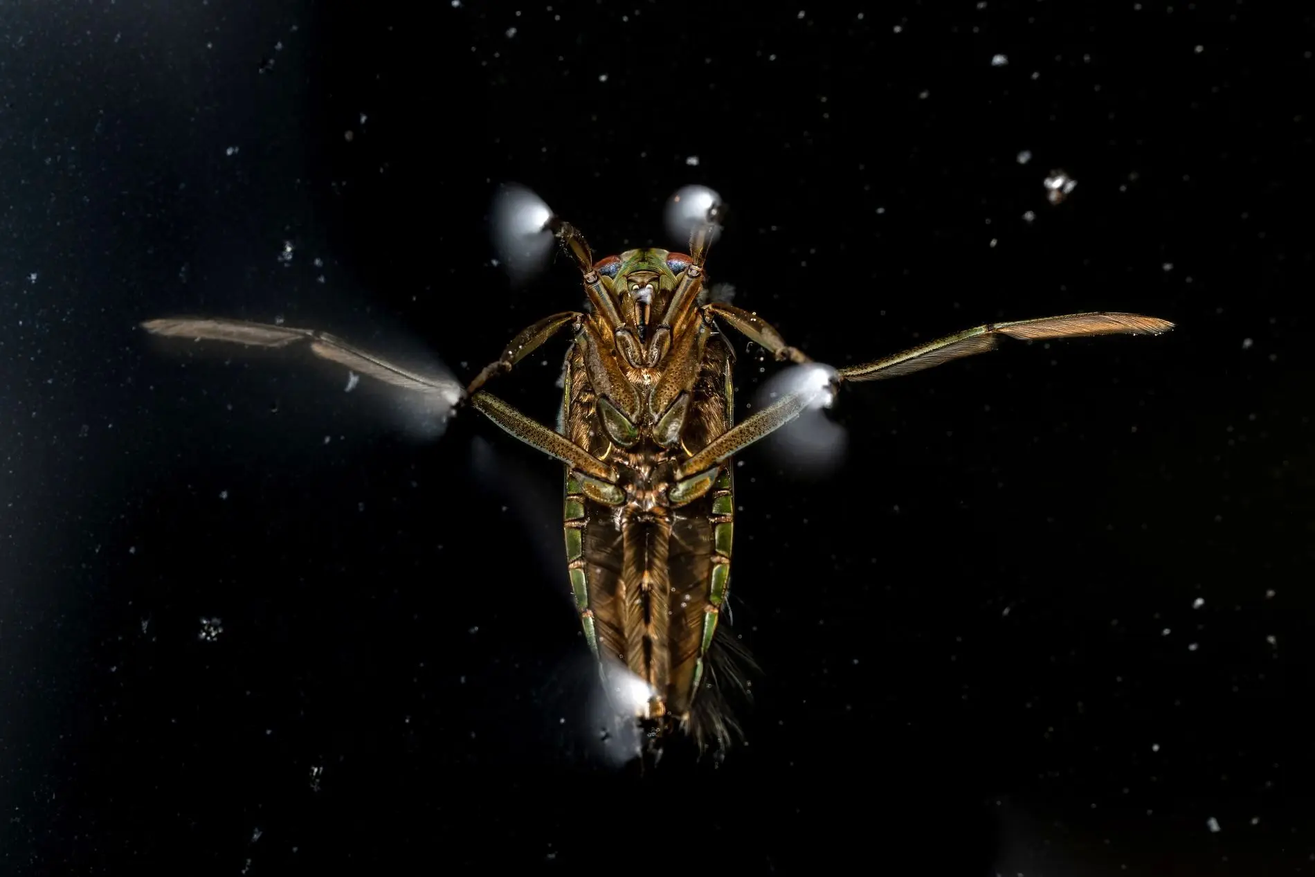 تصاویر؛ برندگان مسابقه عکاسی علمی انجمن سلطنتی ۲۰۲۵