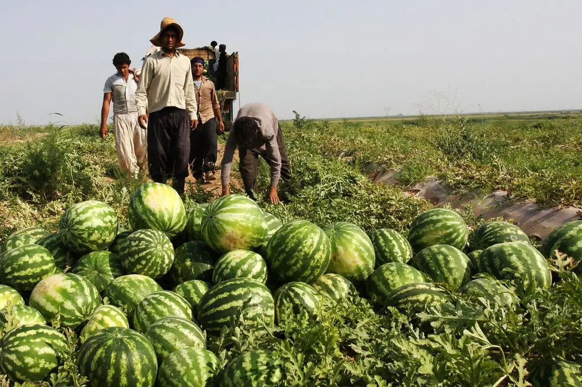 تقصیر کم آبی به گردن هندوانه افتاد