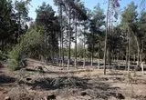 کار درختان پارک جنگلی تهران دیگر تمام است؟!