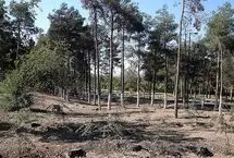 کار درختان پارک جنگلی تهران دیگر تمام است؟!