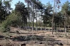کار درختان پارک جنگلی تهران دیگر تمام است؟!