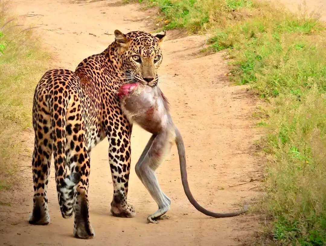 عکس؛ یک پلنگ با لاشه بی‌سرِ میمون