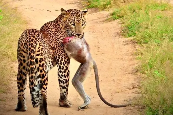 عکس؛ یک پلنگ با لاشه بی‌سرِ میمون