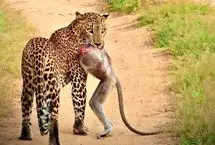 عکس؛ یک پلنگ با لاشه بی‌سرِ میمون