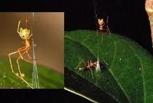 گونه جدید عنکبوت با تله سلاح باستانی