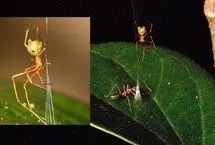گونه جدید عنکبوت با تله سلاح باستانی