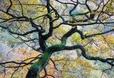 تصاویر؛ زیبایی طبیعت بدون دستکاری