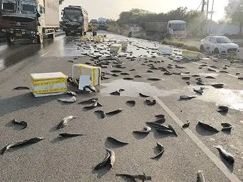 ببینید؛ واژگونی وانت پر از ماهی در بزرگراه